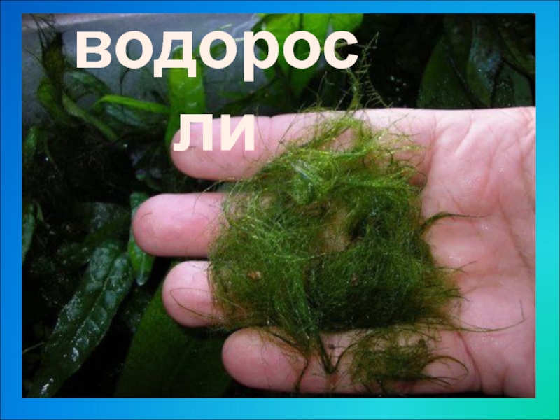 Тиной называют. Нитчатка кладофора. Аквариум водоросли нитчатка. Кладофора нитчатая водоросль. Кладофора аквариумное растение.