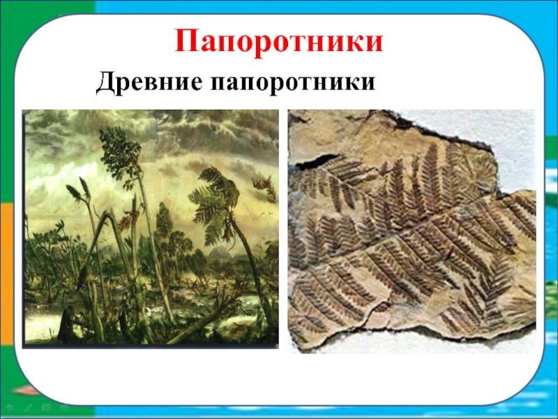 Древние папоротники. Древние примитивные папоротники. Древние папоротники хвощи и плауны. Древние Папоротниковидные. Древние Папоротникообразные.