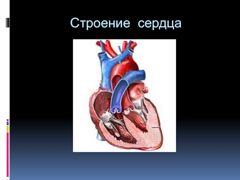 Работа сердца презентация 1 класс