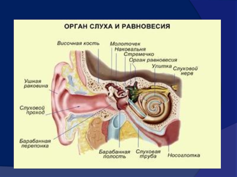 Орган слуха характеристики
