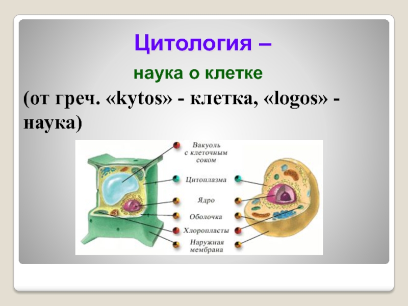 Наука о клетке. Цитология наука о клетке. Цитология наука о клетке кратко. Цитоплогия наука ок Летке.