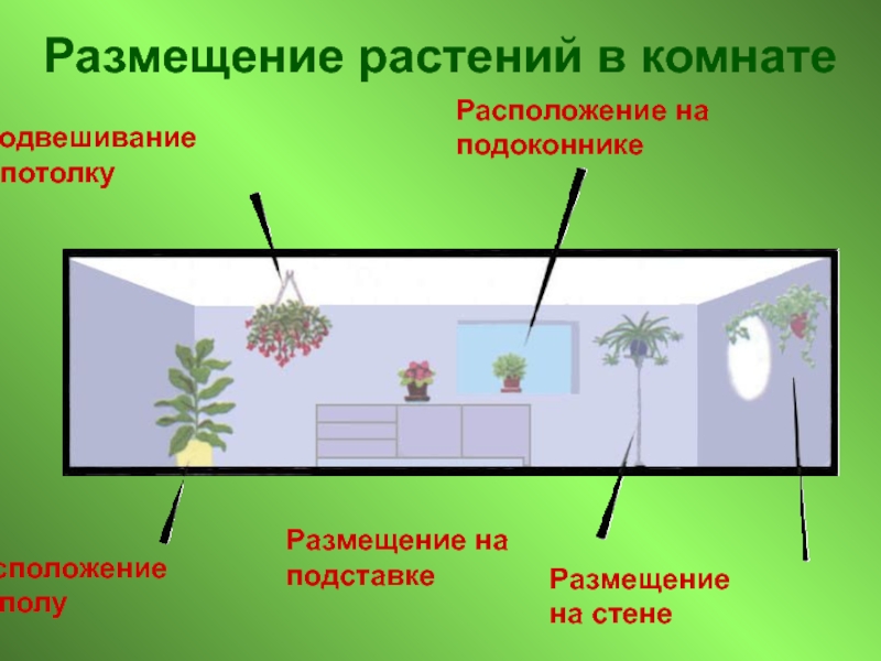 Местоположения растений. Размещение растений в комнате. Расположение растений в комнате. Расположение комнатных растений. Расположение растений в квартире.