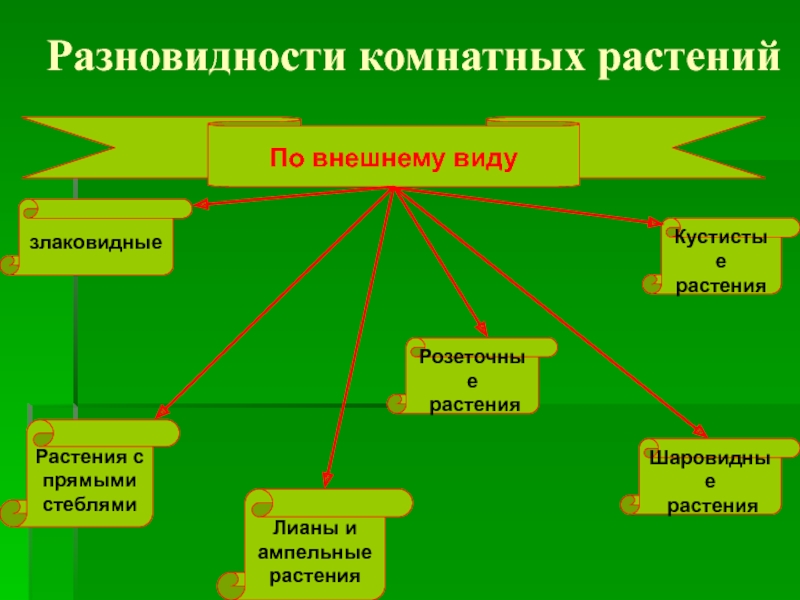 Классификация комнатных растений презентация