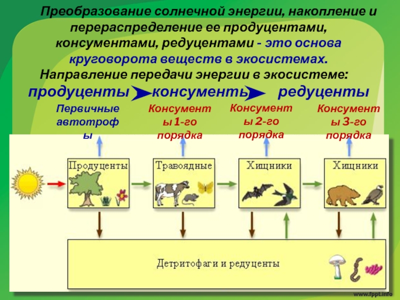 Роль в экосистеме. Продуценты 2) консументы 3) редуценты. Продуценты консументы и редуценты это. Первичные продуценты в экосистемах. Экосистема продуценты консументы редуценты.