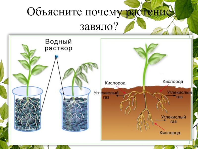 Объясните почему растение во 2 стакане завяло. Почуму завяло растения. Растение почему а. Дыхание растений. Растение завяло картинка.