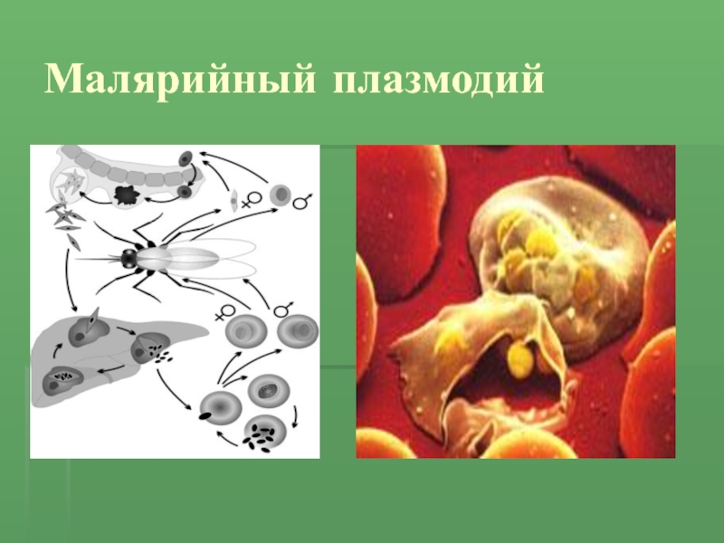Малярийный плазмодий клетка. Малярийный плазмодий. Споровики малярийный плазмодий. Малярийный паразит биология. Малярийный плазмодий малярийный плазмодий.