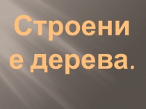 Строение дерева