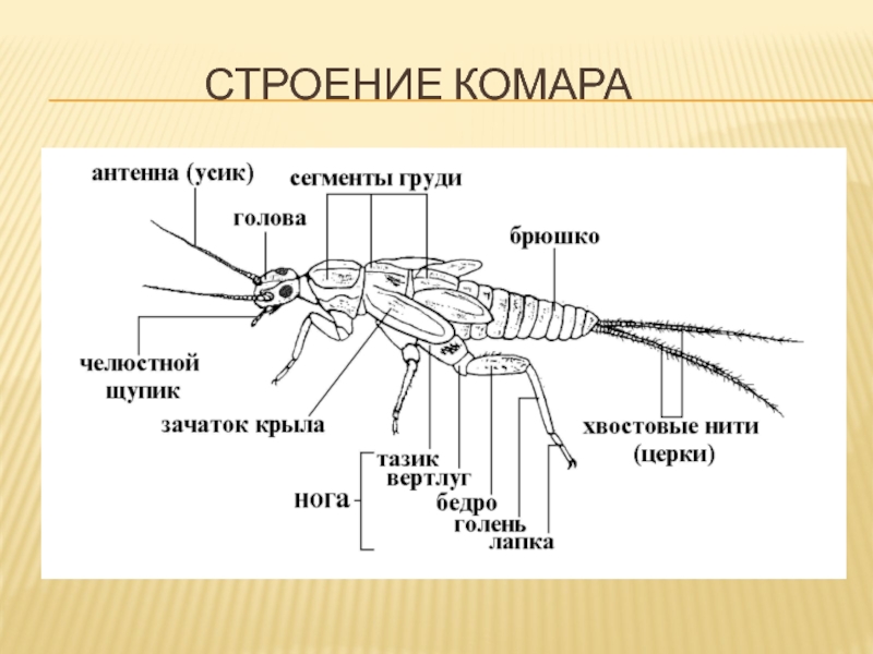 Комар рисунок с обозначениями