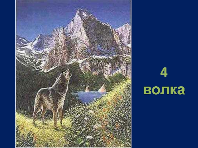 Сколько волков на картинке правильный ответ