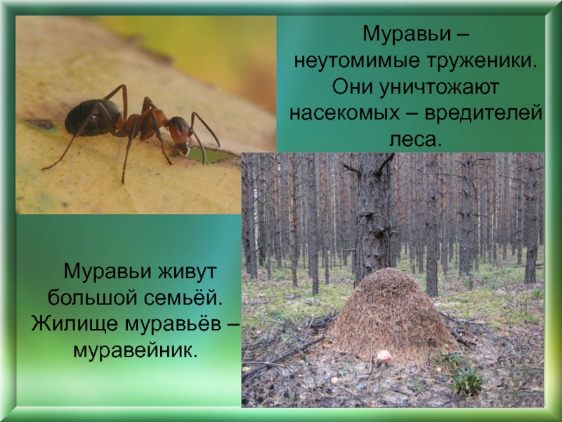 Труженик разбор. Муравейник. Жилище муравьев. Насекомые леса презентация. Муравейник для муравьев.