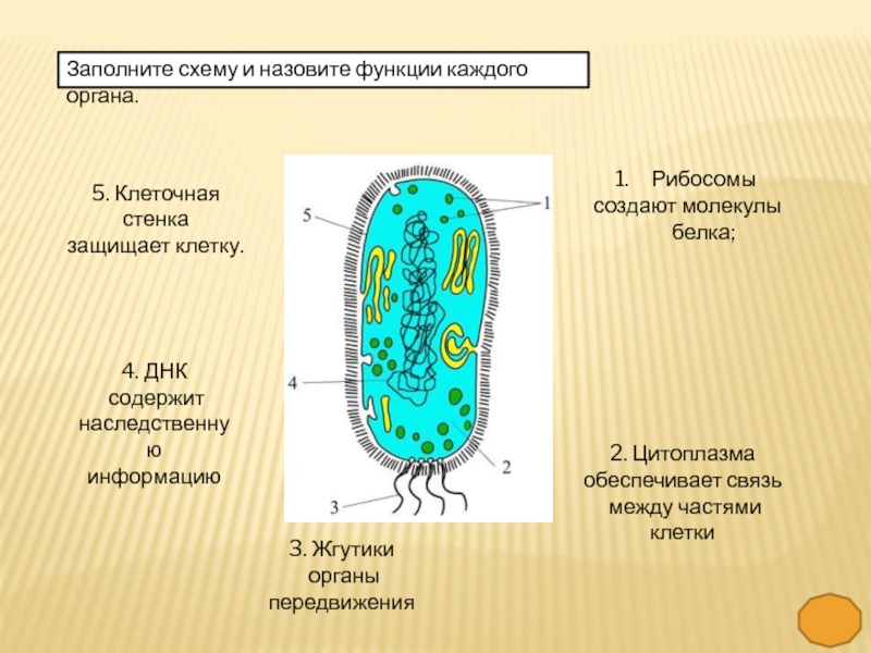 Клетка бактерий рибосомы. Клетка гриба. Организация наследственной информация у грибной клетки. Строение клетки грибов.