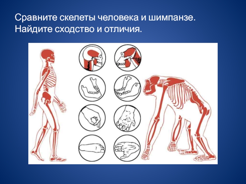 Шимпанзе отличается от человека. Сравнение скелета человека и обезьяны. Сравнительная анатомия человека и обезьяны. Скелет шимпанзе и человека. Скелет человека и человекообразных обезьян.