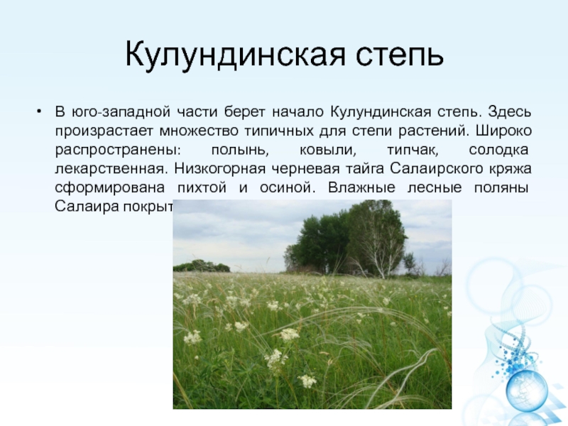 Какие растения характерны для степей россии