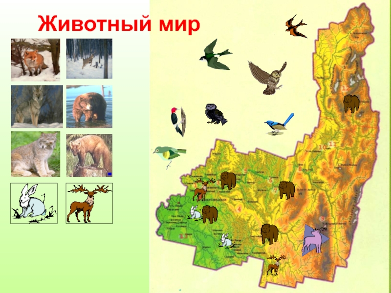 Карта животного мира пермского края