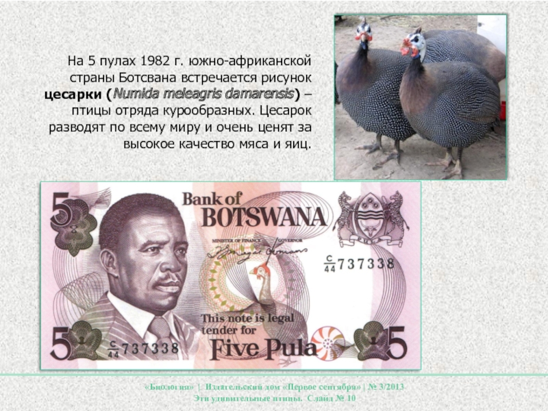 На 5 пулах 1982 г. южно-африканской страны Ботсвана встречается рисунок цесарки (Numida meleagris damarensis) – птицы отряда