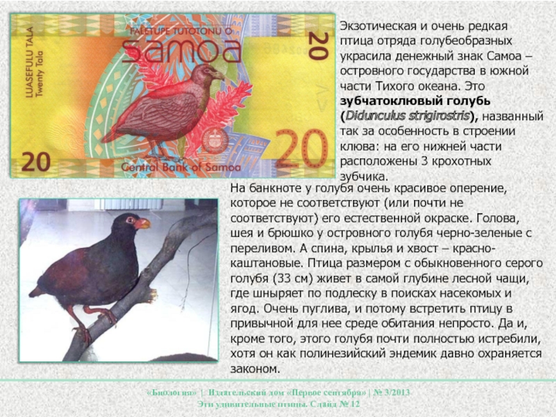 На банкноте у голубя очень красивое оперение, которое не соответствуют (или почти не соответствуют) его естественной окраске.