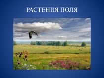 Растения поля (Презентация)