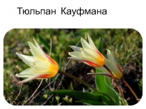 Тюльпан Кауфмана