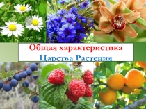 Общая характеристика Царства Растения