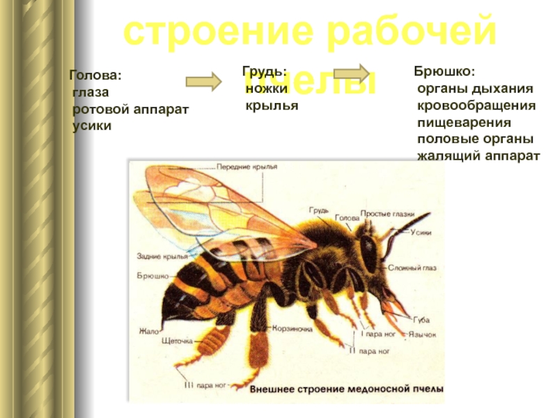 Отделы тела пчелы медоносной. Строение пчелы медоносной. Брюшко пчелы строение. Внутреннее строение пчелы медоносной. Пчела структура.