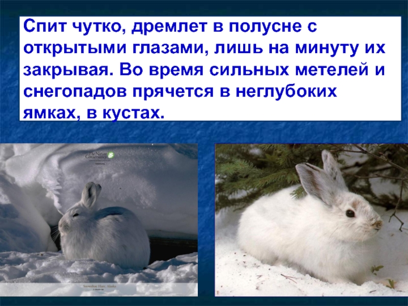 У зайцев задние лапы сильнее передних. Бегает по рыхлому снегу он на своих опушённых лапах легко, как