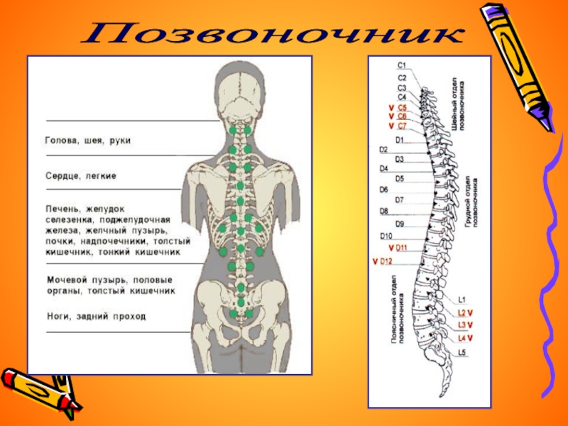 Позвоночник 6 букв. Здоровый позвоночник презентация. Силуэт спины с позвоночником. Линейка для осанки спина. Осанка стройная спина конспект занятия 1 класс.