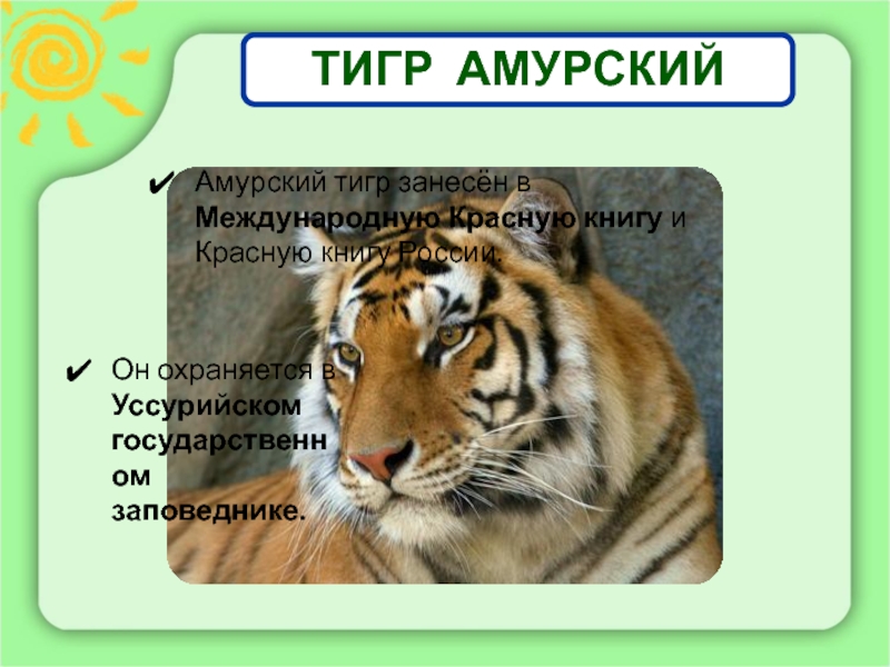 В международную книгу занесены. Амурский тигр красная книга. Амурский тигр занесен. Уссурийский тигр занесен в красную книгу. Тигр занесен в международную красную книгу.