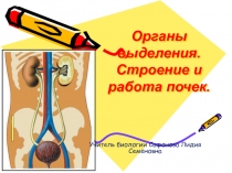 Органы выделения. Строение и работа почек.