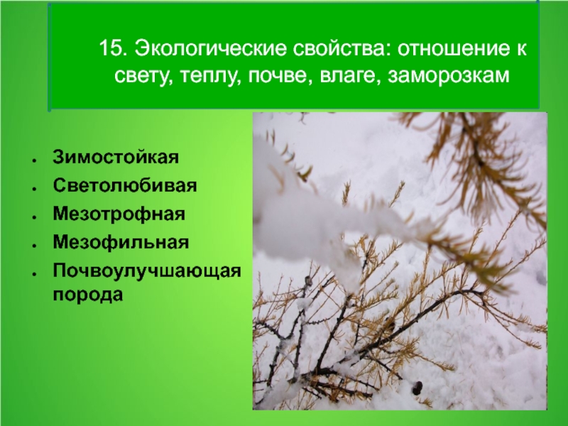 Окружающее свойство. Лиственница отношение к почве. Отношение лиственницы к почве и свету. Отношение к влаге лиственница. Отношение к свету лиственницы.