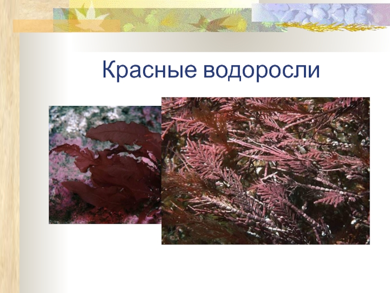 Название красных водорослей. Многообразие водорослей отдел красные водоросли. Систематика красных водорослей. Классификация красных водорослей. Отдел красные водоросли пигменты.