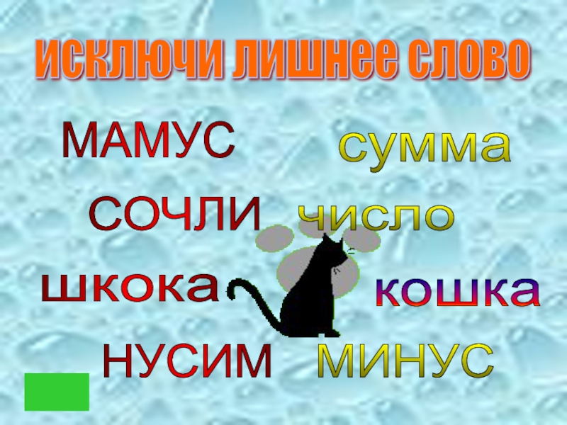 Кошечка минус. Минусы кошек. Шкока.