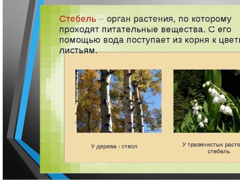 Стебель презентация 6 класс. Стебель в жизни растений. Стебель презентация. Стебель растения презентация. Значение стебля для жизни растения.