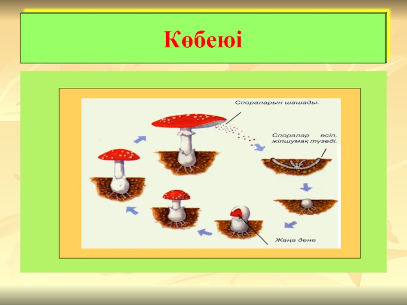 Өсімдіктердің көбеюі презентация