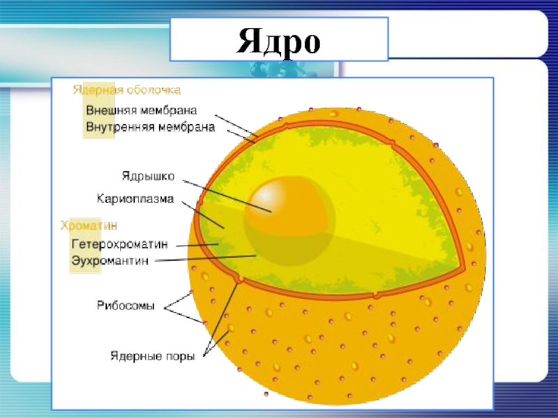 Клеточное ядро конспект