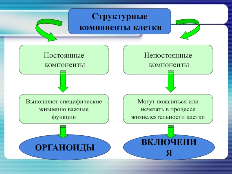 Жизненно важные функции. Постоянные и непостоянные структурные элементы клетки. Непостоянные структуры клетки. Постоянные структурные компоненты клетки. Непостоянные структурные компоненты клетки.