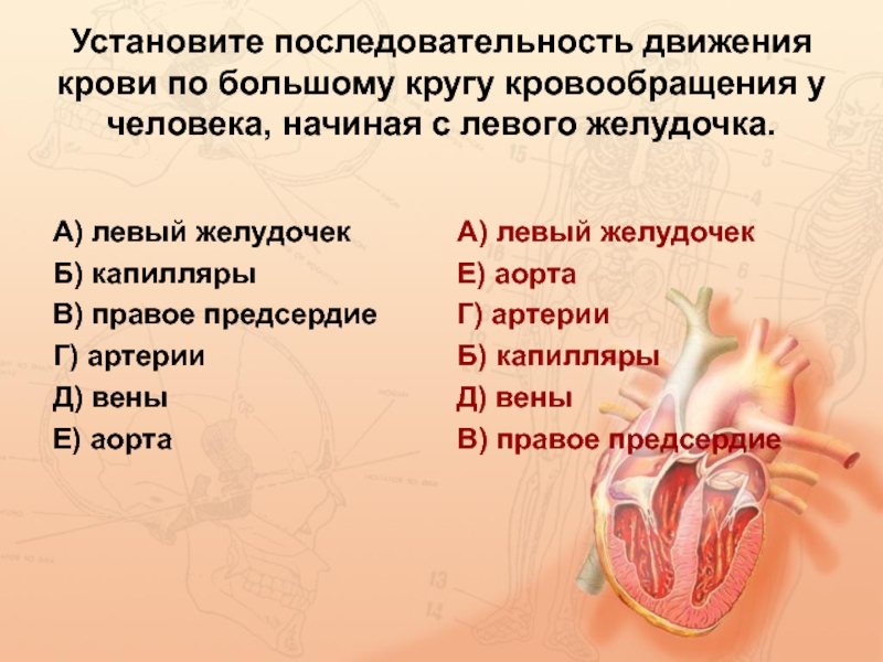 Установите последовательность круга кровообращения. Последовательность движения крови. Последовстельностьдвижения крови по большому кругу кровообращения. Большой круг кровообращения последовательность движения крови. Последовательность движения по большому кругу кровообращения.