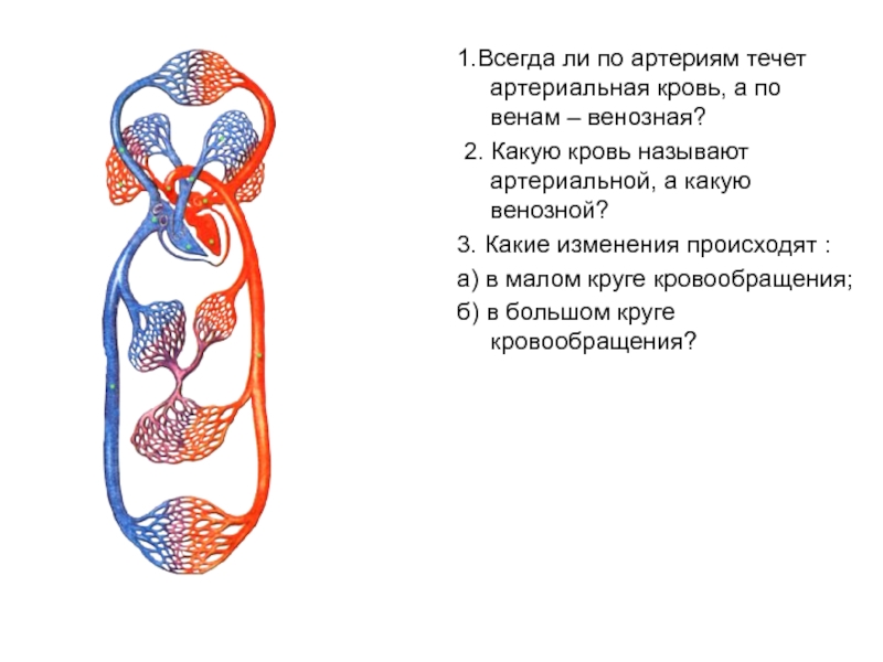 Презентация кровообращение и лимфообращение 8 класс пасечник