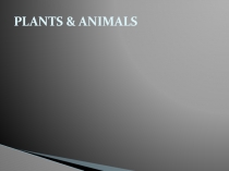 Plants&Animals