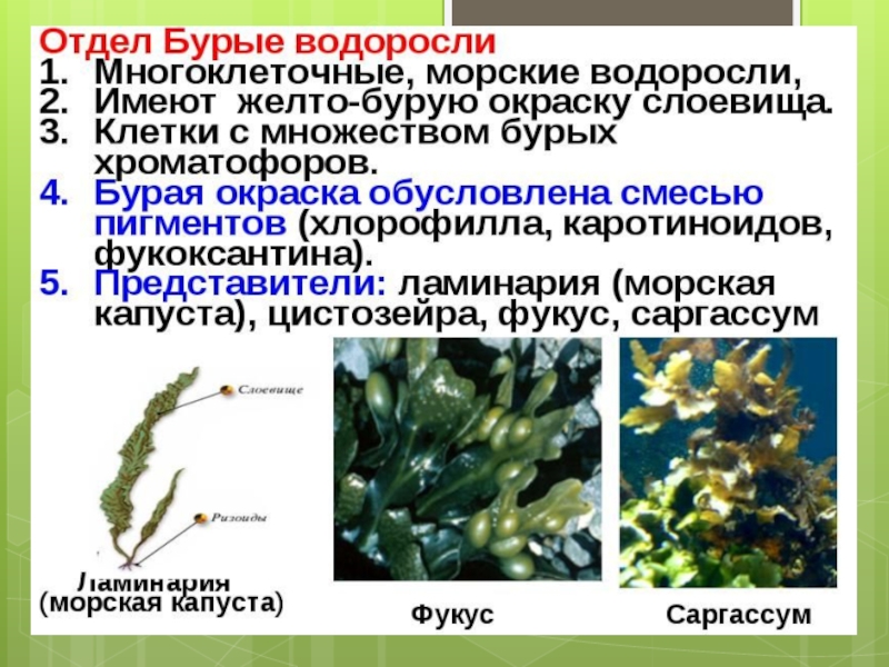 Водоросли примеры. Царство ламинарии (морская капуста). Отдел бурые водоросли представители морская капуста. Таллом бурых водорослей. Представители бурых водорослей 5 класс биология.