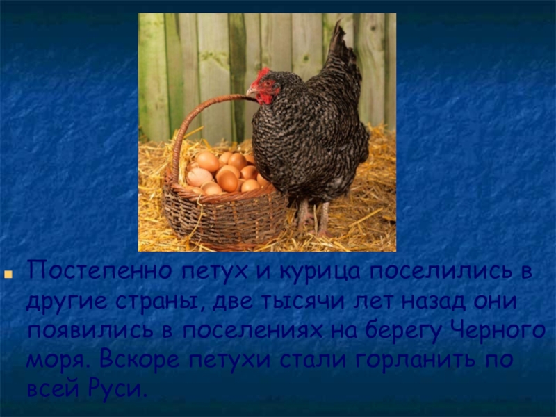 Нужен ли петух чтобы курица несла. Гнезда для кур. Яйцо куриное без петуха. Может ли курица нести яйца без петуха. Роль петуха в оплодотворении.