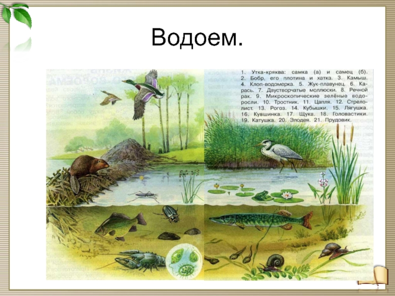 Живые организмы болота