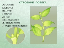 Видоизменение подземных побегов