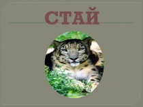 Снежный барс-символ герба Осетии