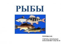 Презентация к уроку по окружающему миру во 2 классе. Рыбы.