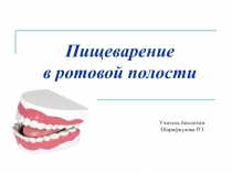 Строение ротовой полости, особенности пищеварения  в полости рта.