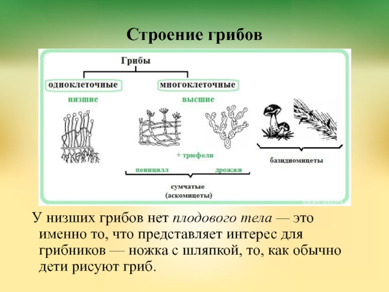 Презентация высшие грибы