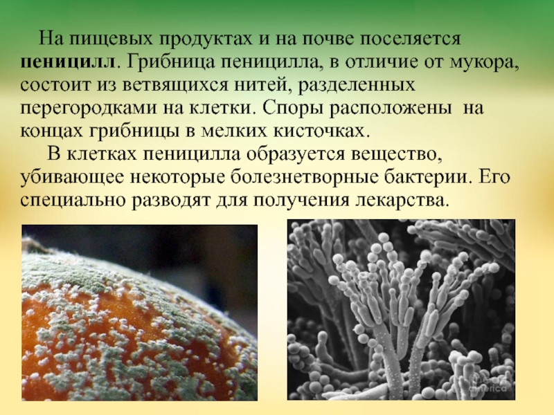 Мукор редуцент. Мицелий грибов пеницилл. Грибница пеницилла. Грибница пеницилла состоит из. Пенициллин вегетативный мицелий.