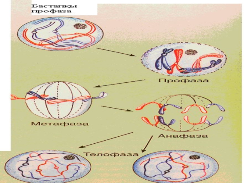 Жасушаның бөлінуі мейоз презентация