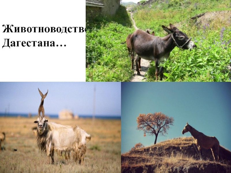 3 класс проект экономика родного края дагестан. Животноводство в Дагестане. Животный мир Дагестана. Отрасли животноводства в Дагестане. Животные родного края Дагестана.
