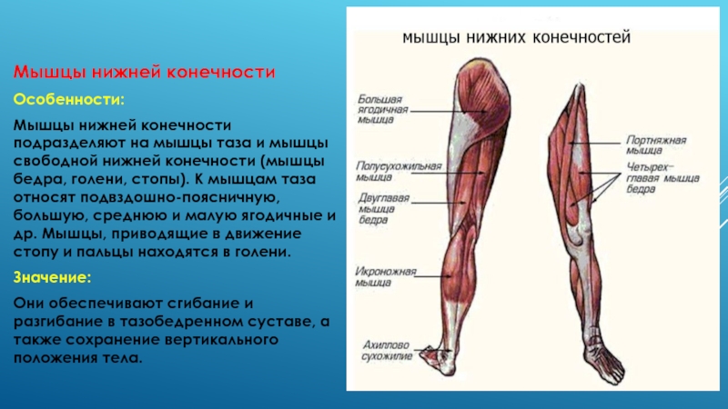 Мышцы нижних конечностей схема